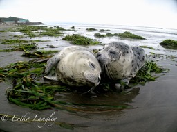 Baby seals at Washaway Beach