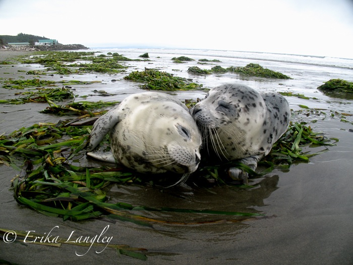Baby seals at Washaway Beach